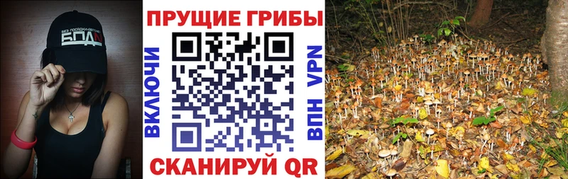 Галлюциногенные грибы Cubensis  Ветлуга 
